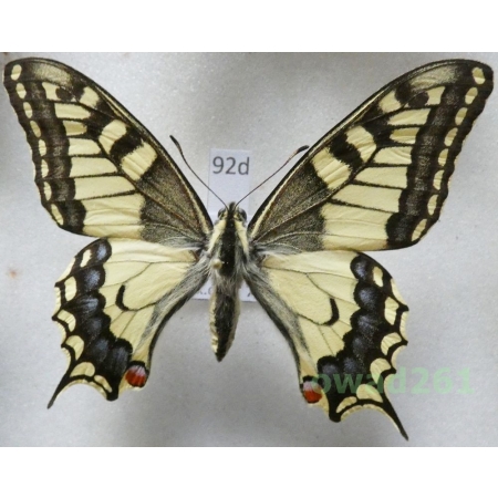 Papilio machaon Linnaeus, 1758 Czech 66mm92d